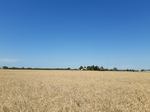 Getreidefeld Südfrankreich